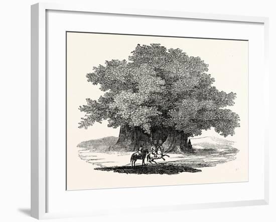 Great Chesnut Tree of Mount Aetna-null-Framed Giclee Print