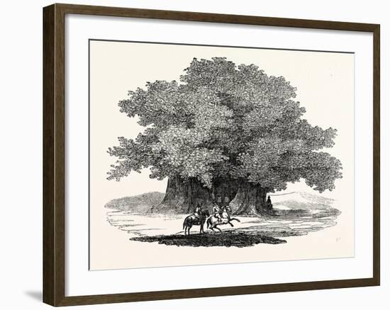 Great Chesnut Tree of Mount Aetna-null-Framed Giclee Print