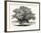 Great Chesnut Tree of Mount Aetna-null-Framed Giclee Print