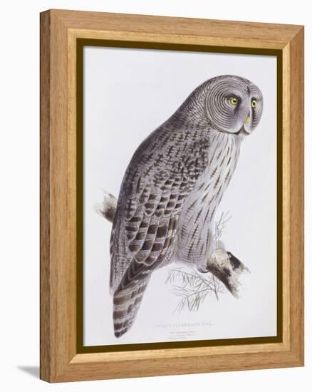 Great Cinereous Owl, from 'The Birds of Great Britain', Published London, 1862-73-John Gould-Framed Premier Image Canvas