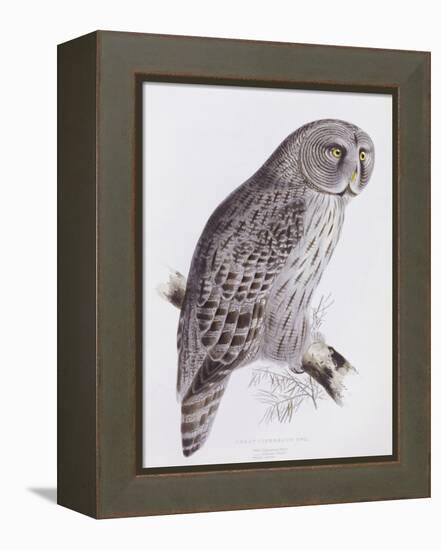 Great Cinereous Owl, from 'The Birds of Great Britain', Published London, 1862-73-John Gould-Framed Premier Image Canvas