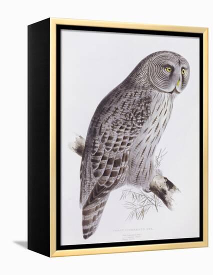 Great Cinereous Owl, from 'The Birds of Great Britain', Published London, 1862-73-John Gould-Framed Premier Image Canvas