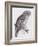 Great Cinereous Owl, from 'The Birds of Great Britain', Published London, 1862-73-John Gould-Framed Giclee Print