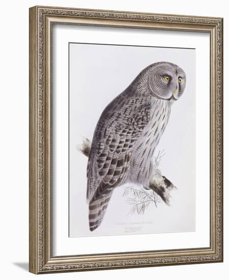 Great Cinereous Owl, from 'The Birds of Great Britain', Published London, 1862-73-John Gould-Framed Giclee Print