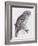 Great Cinereous Owl, from 'The Birds of Great Britain', Published London, 1862-73-John Gould-Framed Giclee Print