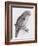 Great Cinereous Owl, from 'The Birds of Great Britain', Published London, 1862-73-John Gould-Framed Giclee Print