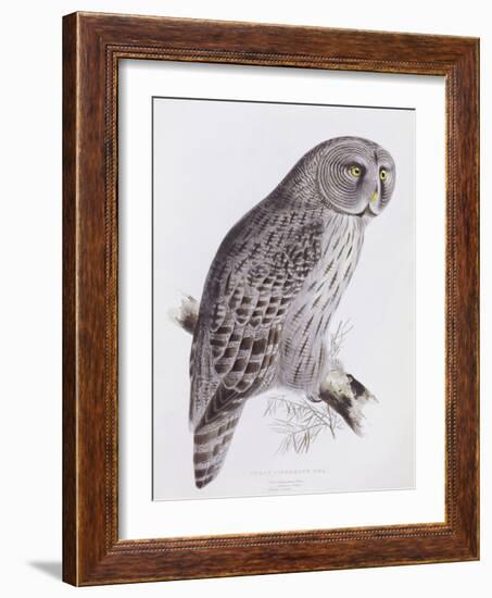 Great Cinereous Owl, from 'The Birds of Great Britain', Published London, 1862-73-John Gould-Framed Giclee Print