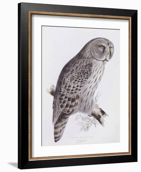 Great Cinereous Owl, from 'The Birds of Great Britain', Published London, 1862-73-John Gould-Framed Giclee Print