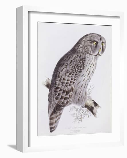 Great Cinereous Owl, from 'The Birds of Great Britain', Published London, 1862-73-John Gould-Framed Giclee Print