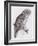 Great Cinereous Owl, from 'The Birds of Great Britain', Published London, 1862-73-John Gould-Framed Giclee Print