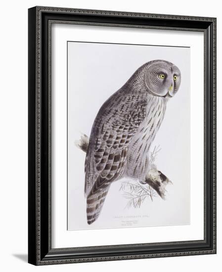 Great Cinereous Owl, from 'The Birds of Great Britain', Published London, 1862-73-John Gould-Framed Giclee Print