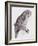 Great Cinereous Owl, from 'The Birds of Great Britain', Published London, 1862-73-John Gould-Framed Giclee Print