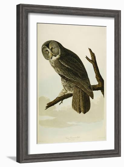 Great Cinereous Owl-John James Audubon-Framed Giclee Print