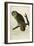 Great Cinereous Owl-John James Audubon-Framed Giclee Print