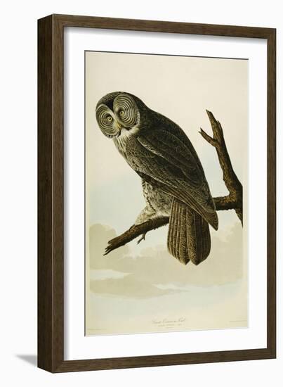 Great Cinereous Owl-John James Audubon-Framed Giclee Print