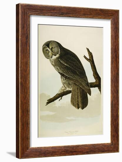 Great Cinereous Owl-John James Audubon-Framed Giclee Print