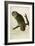 Great Cinereous Owl-John James Audubon-Framed Giclee Print