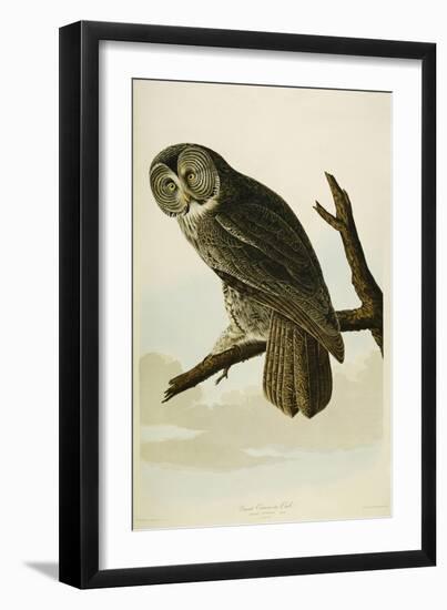 Great Cinereous Owl-John James Audubon-Framed Giclee Print