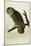 Great Cinereous Owl-John James Audubon-Mounted Giclee Print