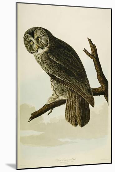 Great Cinereous Owl-John James Audubon-Mounted Giclee Print