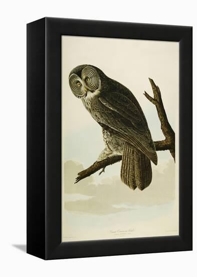 Great Cinereous Owl-John James Audubon-Framed Premier Image Canvas