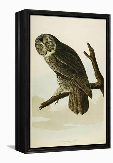 Great Cinereous Owl-John James Audubon-Framed Premier Image Canvas