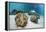 Great Clams-Reinhard Dirscherl-Framed Premier Image Canvas