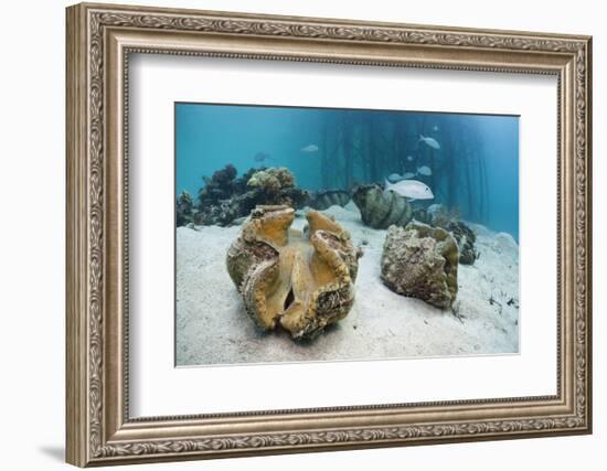 Great Clams-Reinhard Dirscherl-Framed Photographic Print