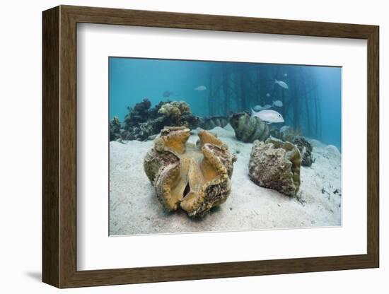 Great Clams-Reinhard Dirscherl-Framed Photographic Print