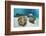 Great Clams-Reinhard Dirscherl-Framed Photographic Print