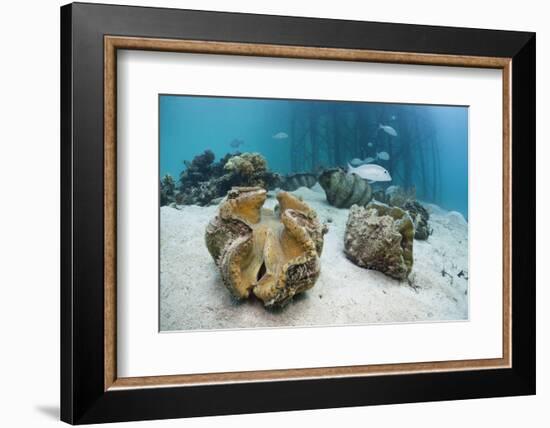 Great Clams-Reinhard Dirscherl-Framed Photographic Print