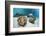 Great Clams-Reinhard Dirscherl-Framed Photographic Print