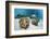 Great Clams-Reinhard Dirscherl-Framed Photographic Print