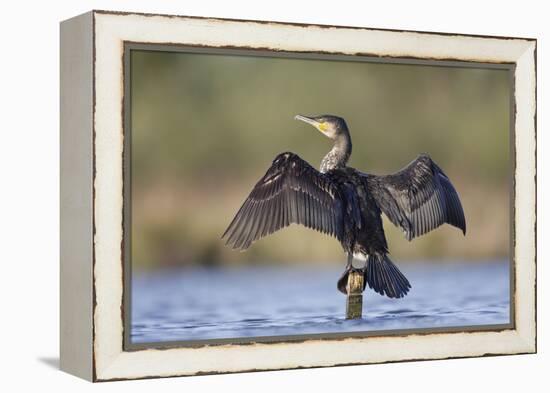Great Cormorant Female with Wings Outstretched to Dry-null-Framed Premier Image Canvas