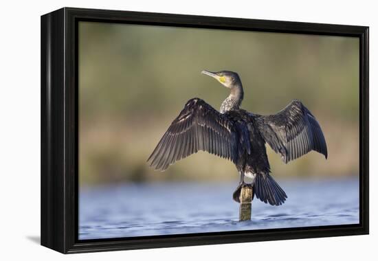 Great Cormorant Female with Wings Outstretched to Dry-null-Framed Premier Image Canvas