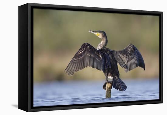 Great Cormorant Female with Wings Outstretched to Dry-null-Framed Premier Image Canvas