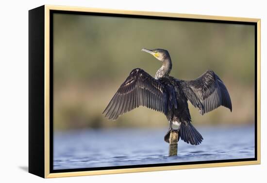 Great Cormorant Female with Wings Outstretched to Dry-null-Framed Premier Image Canvas