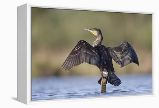 Great Cormorant Female with Wings Outstretched to Dry-null-Framed Premier Image Canvas