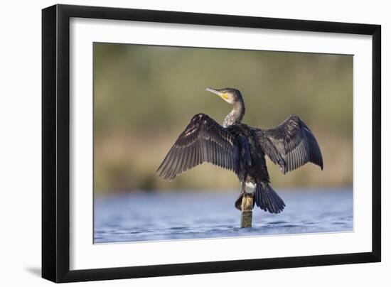 Great Cormorant Female with Wings Outstretched to Dry-null-Framed Photographic Print