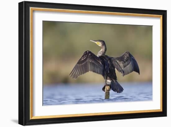 Great Cormorant Female with Wings Outstretched to Dry-null-Framed Photographic Print