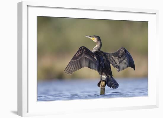 Great Cormorant Female with Wings Outstretched to Dry-null-Framed Photographic Print