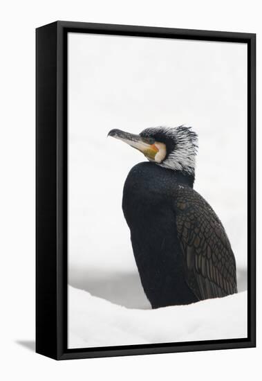 Great cormorant (Phalacrocorax carbo) in snow. Netherlands. January.-Edwin Giesbers-Framed Premier Image Canvas