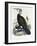 Great Cormorant (Phalacrocorax Carbo)-John Gould-Framed Giclee Print