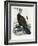 Great Cormorant (Phalacrocorax Carbo)-John Gould-Framed Giclee Print