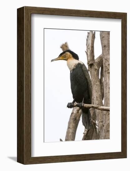 Great Cormorant (Phalocrocorax Carbo), Lake Naivasha, Kenya, East Africa, Africa-Sergio Pitamitz-Framed Photographic Print