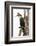 Great Cormorant (Phalocrocorax Carbo), Lake Naivasha, Kenya, East Africa, Africa-Sergio Pitamitz-Framed Photographic Print