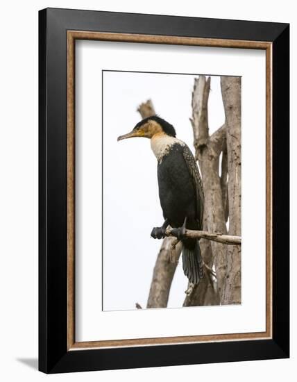 Great Cormorant (Phalocrocorax Carbo), Lake Naivasha, Kenya, East Africa, Africa-Sergio Pitamitz-Framed Photographic Print