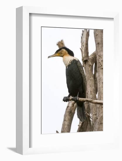 Great Cormorant (Phalocrocorax Carbo), Lake Naivasha, Kenya, East Africa, Africa-Sergio Pitamitz-Framed Photographic Print