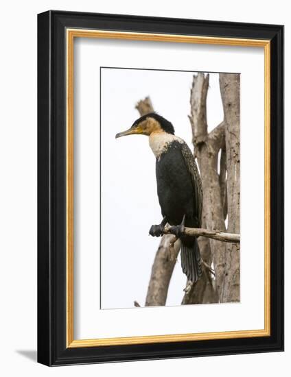 Great Cormorant (Phalocrocorax Carbo), Lake Naivasha, Kenya, East Africa, Africa-Sergio Pitamitz-Framed Photographic Print