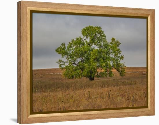 Great Cottonwood Tree in Kansas Flint Hills-Michael Scheufler-Framed Premier Image Canvas